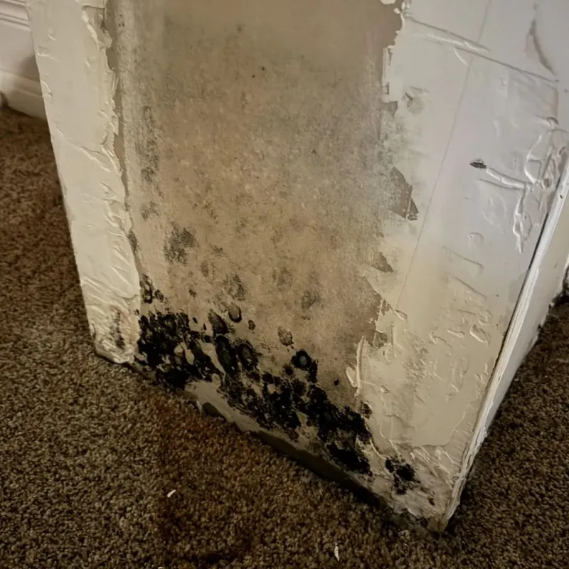 Professional Mold Removal in Wharton, PA